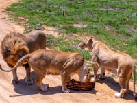 Lion & Safari Park